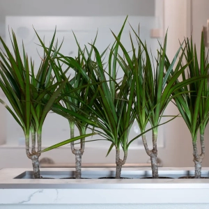 Plant ideas for bathroom Remodels