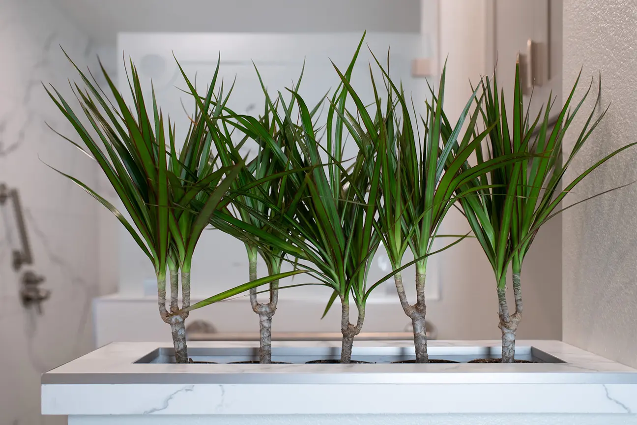Plant ideas for bathroom Remodels
